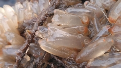 Ecteinascidia turbinata