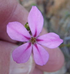 Acmadenia macropetala