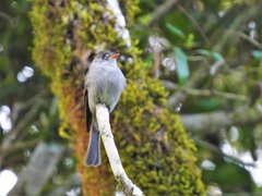 Contopus cinereus
