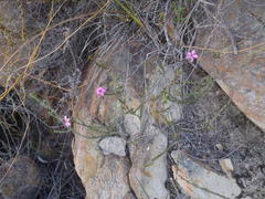Acmadenia macropetala