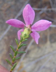 Acmadenia macropetala
