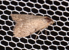 Nola pleurosema