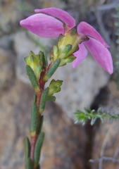 Acmadenia macropetala