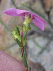 Acmadenia macropetala