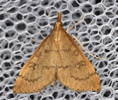 Metasia dicealis