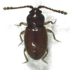 Salltius ruficeps