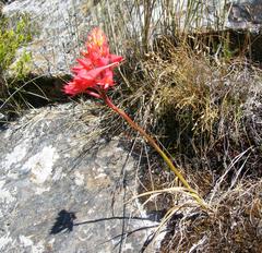 Disa ferruginea