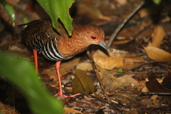 Rallina fasciata