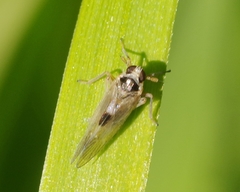 Laodelphax striatella