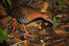 Rallina fasciata