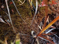 Scorpidium revolvens