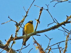 Euphonia chalybea