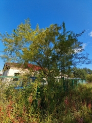 Salix schwerinii