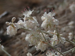 Eriogonum niveum