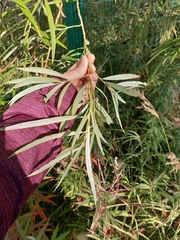 Salix schwerinii