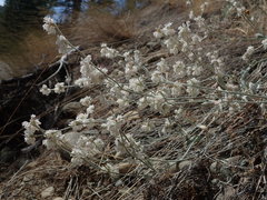 Eriogonum niveum