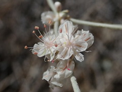 Eriogonum niveum