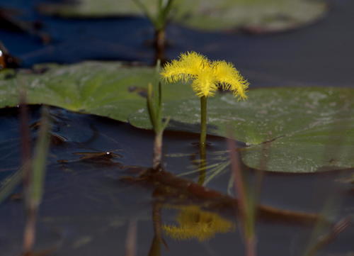 Yellow Pondlily