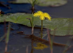 Nymphoides thunbergiana