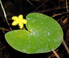 Nymphoides thunbergiana