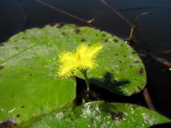 Nymphoides thunbergiana
