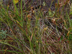 Carex pauciflora