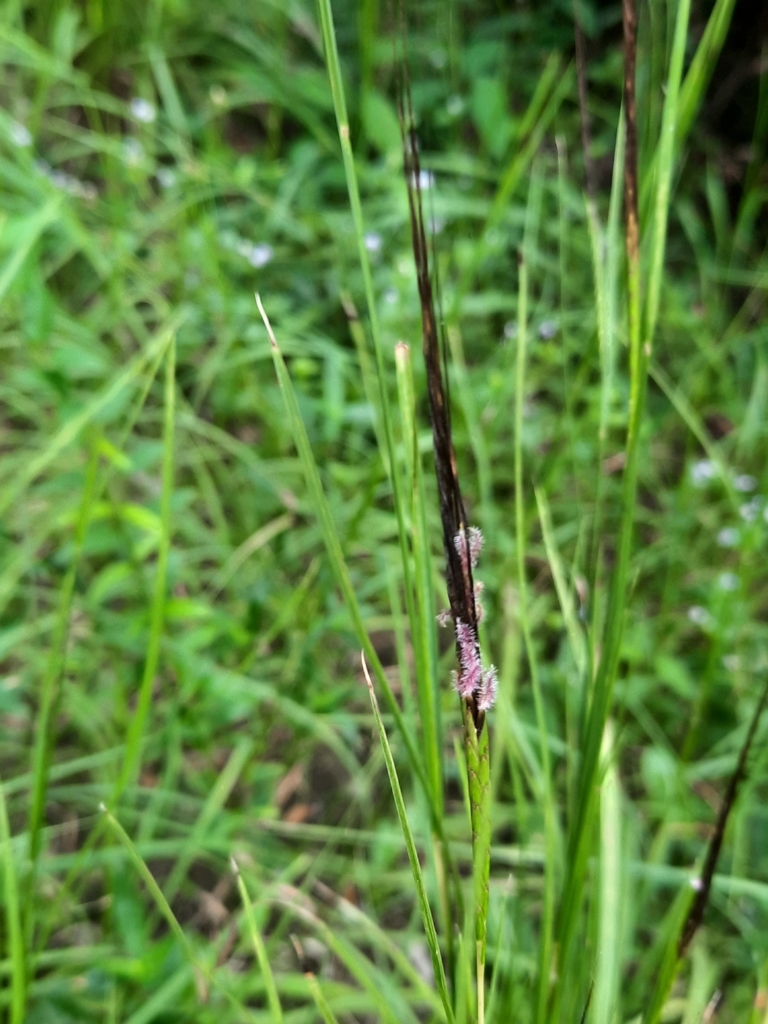 tanglehead from Tai Lam, Hong Kong on September 4, 2021 at 10:48 AM by ...