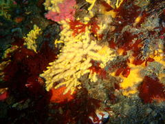 Melithaea rubra