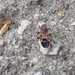 photo of Small Milkweed Bug (Lygaeus kalmii)