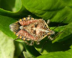 Agonoscelis versicoloratus