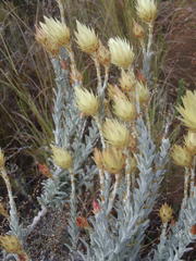 Syncarpha ferruginea