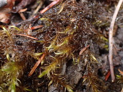 Scorpidium revolvens