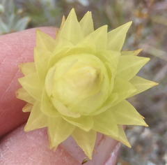 Syncarpha ferruginea