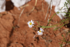 Minuria cunninghamii