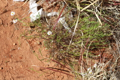 Minuria cunninghamii