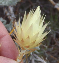 Syncarpha ferruginea