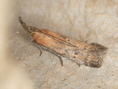 Lipographis truncatella