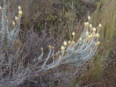 Syncarpha ferruginea