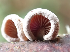 Simocybe haustellaris