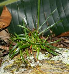 Angraecum pusillum