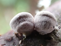 Simocybe haustellaris