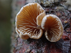Simocybe haustellaris