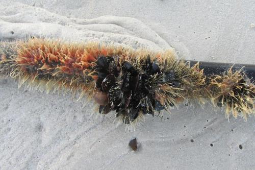 Choromytilus meridionalis
