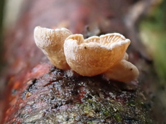 Simocybe haustellaris