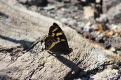 Aeropetes tulbaghia