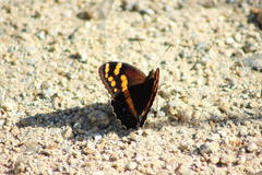 Aeropetes tulbaghia
