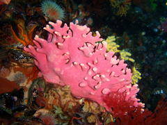 Stylaster nobilis