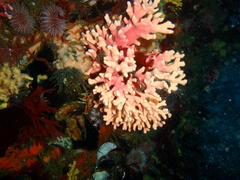 Stylaster nobilis