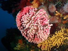 Stylaster nobilis