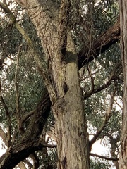 Cormobates leucophaea